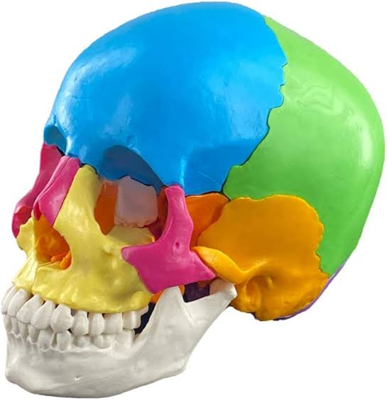 Modelos Anatomicos - Accesorios - Carritos.