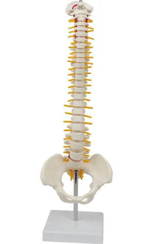 Modelo de Columna Flexible.