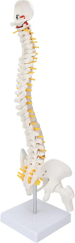 Modelo de Columna con Divisiones por Cada Zona. (No Flexible)